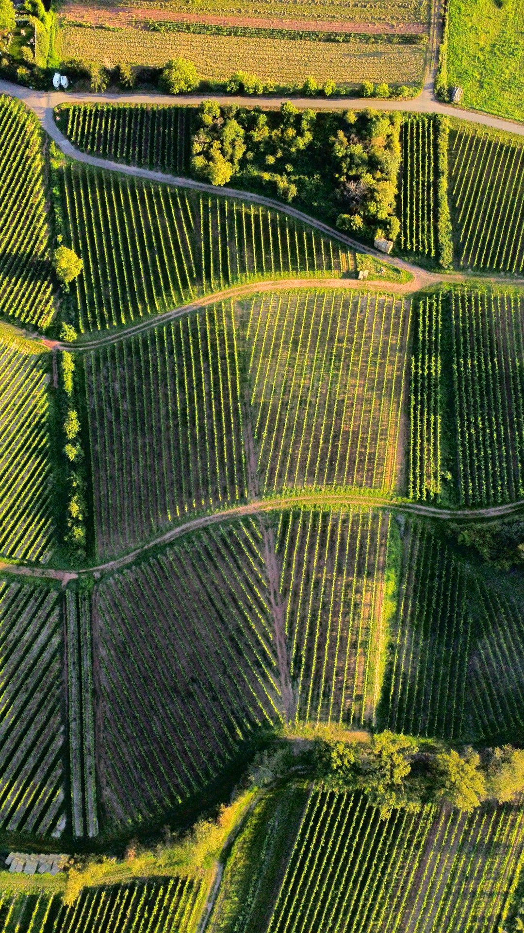 an aerial view of a field with many rows of trees