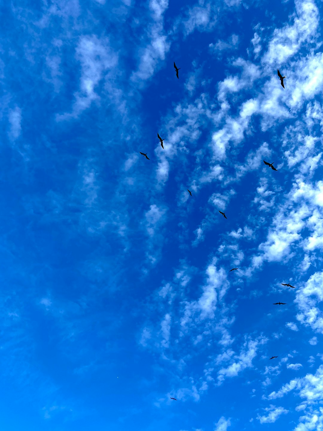 a flock of birds flying through a blue cloudy sky