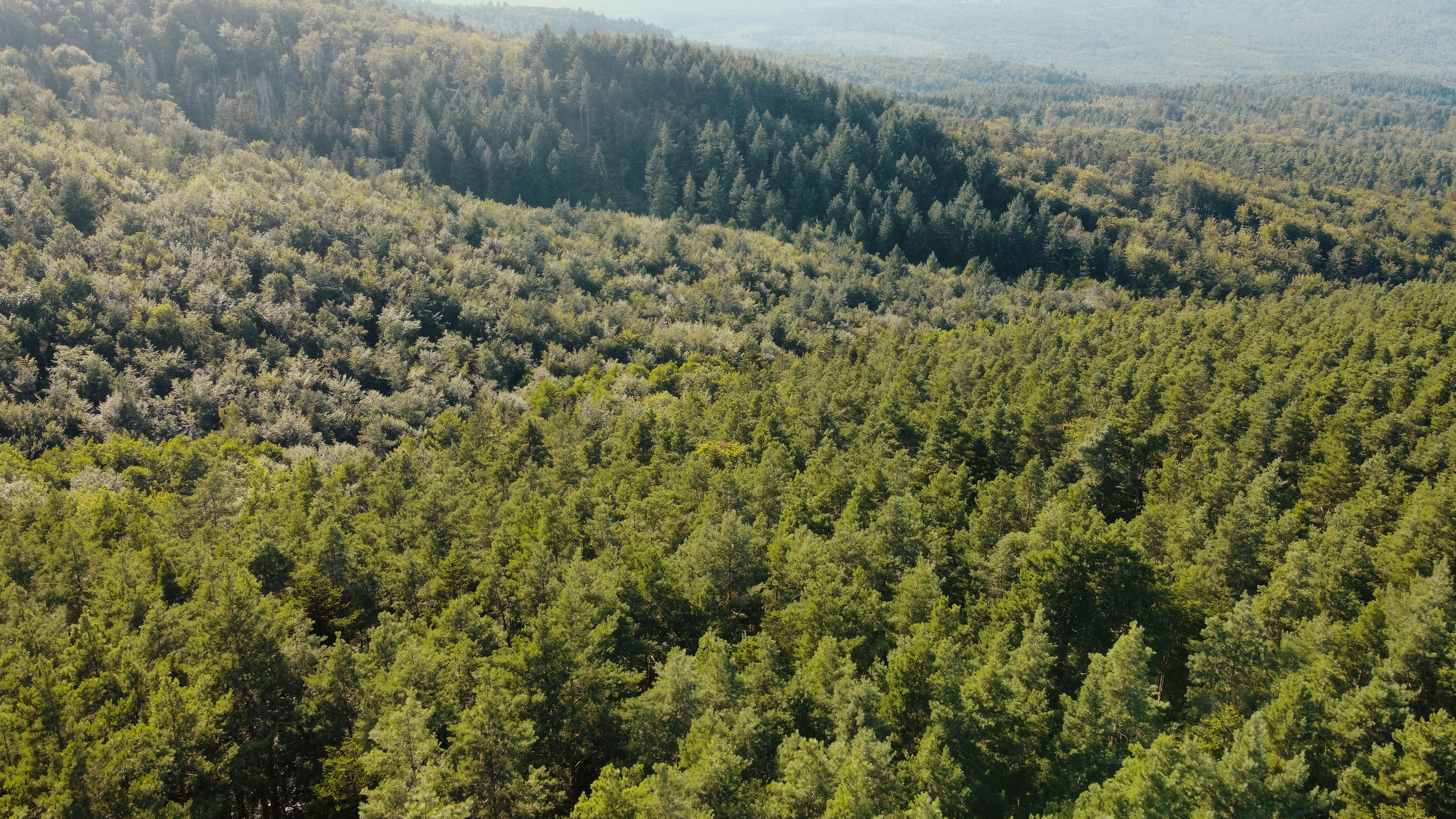 A forest filled with lots of green trees